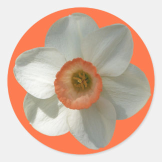 Pegatina Redonda Flor de primavera rosada de Daffodil