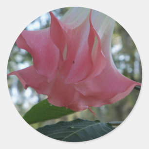 Pegatina Redonda Flor de trompeta de los Ángeles rosa