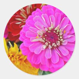 Pegatina Redonda Flor de zinnia colorida