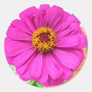 Pegatina Redonda Flor de zinnia morada en flor