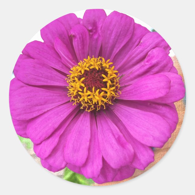 Pegatina Redonda Flor de zinnia morada en flor (Anverso)