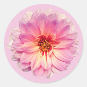 Pegatina Redonda Flor de Zinnia Rosa