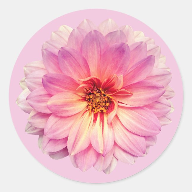 Pegatina Redonda Flor de Zinnia Rosa (Anverso)