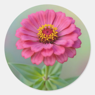 Pegatina Redonda Flor de Zinnia Rosa Vibrante Macro Botánica