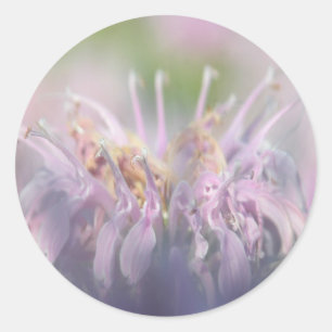 Pegatina Redonda Flor del beebalm de la bergamota salvaje