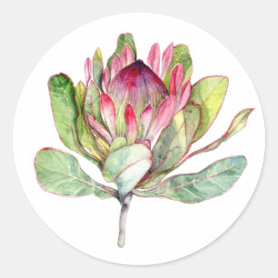 Pegatina Redonda Flor del Protea