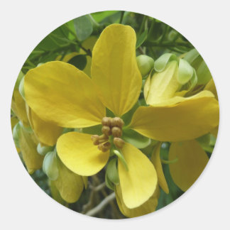 Pegatina Redonda Flor dorada de árbol tropical amarillo