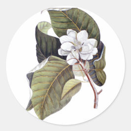 Pegatina Redonda Flor elegante de Magnolia Blanca del Sur