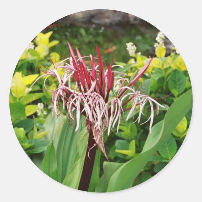 Pegatina Redonda Flor hawaiana (Anverso)