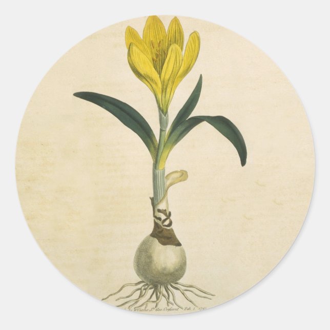 Pegatina Redonda Flor Jardín Botánico Amaryllis Tulip (Anverso)