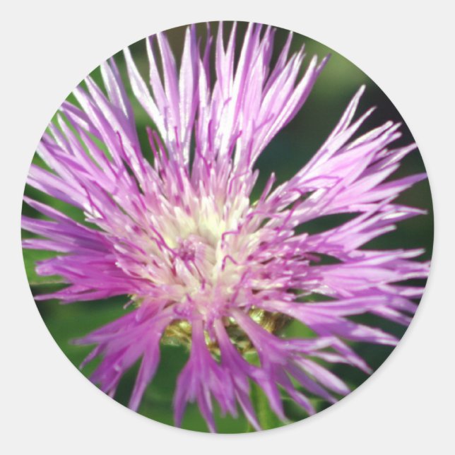 Pegatina Redonda Flor morada (Anverso)