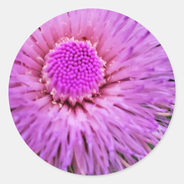 Pegatina Redonda Flor morada y rosa (Anverso)