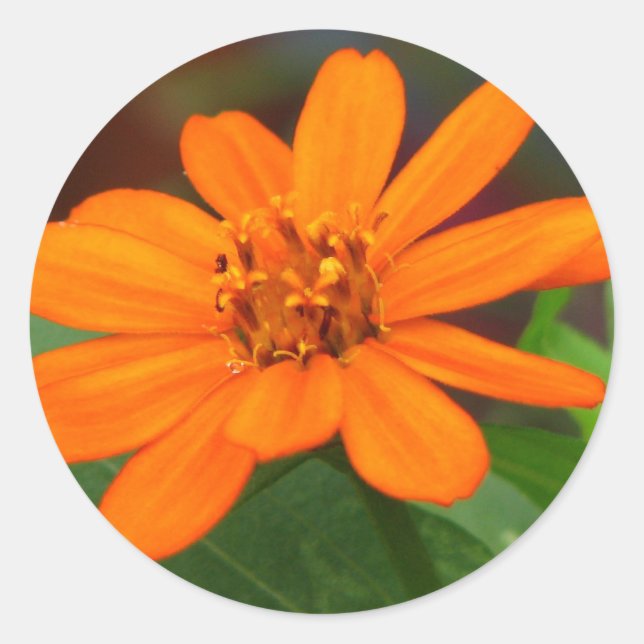 Pegatina Redonda Flor naranja (Anverso)