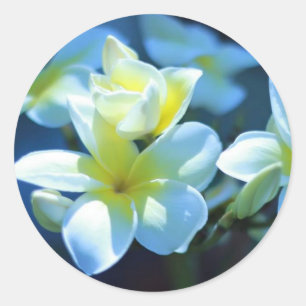 Pegatina Redonda flor plumeria