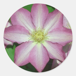 Pegatina Redonda Flor Primaria Clematis rosa y blanca