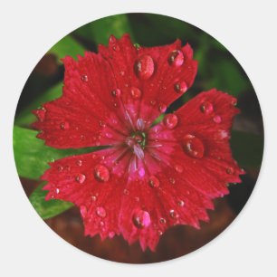 Pegatina Redonda Flor Roja bonito con foto de las lluvias