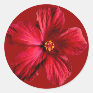 Pegatina Redonda Flor roja hibiscus