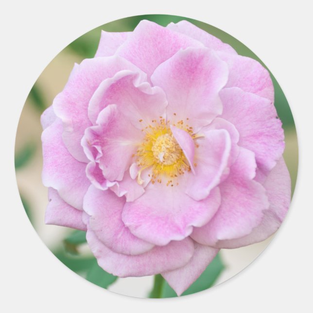 Pegatina Redonda flor Rosa (Anverso)