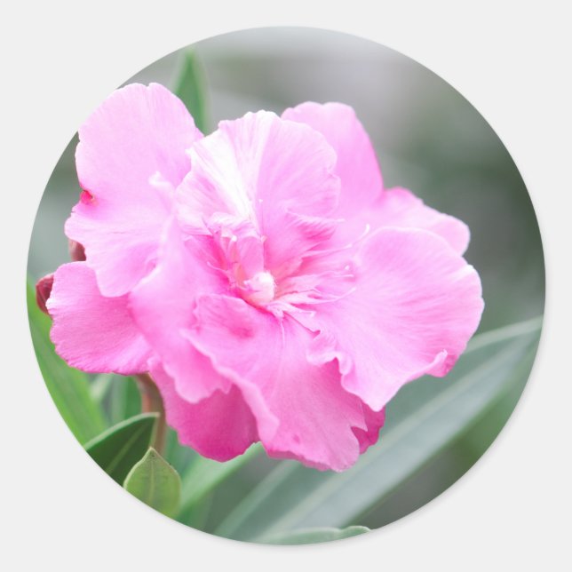 Pegatina Redonda Flor rosa pálido (Anverso)