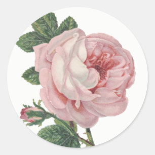Pegatina Redonda Flor rosa rosada vintage Shabby Chic Boda