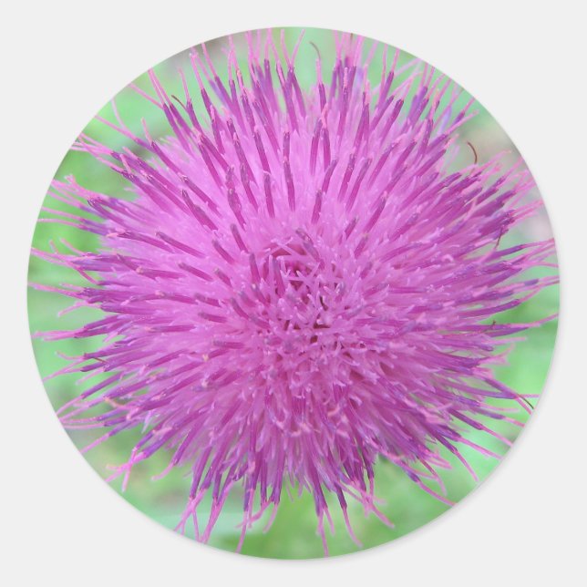 Pegatina Redonda Flor silvestre (Anverso)