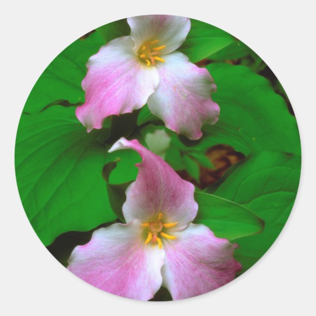 Pegatina Redonda Flor silvestre Trillium (Anverso)