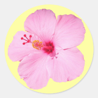 Pegatina Redonda Flor tropical Hibiscus rosa