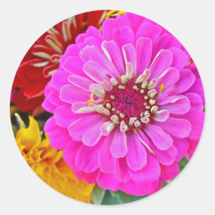 Pegatina Redonda Flor zinnia