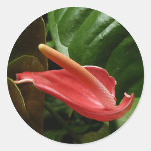 Pegatina Redonda Floral de Calla Rosa Lily Elegant