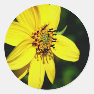 Pegatina Redonda Floral de girasol maximiliano