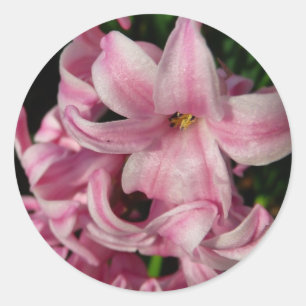 Pegatina Redonda Floral de primavera de Hyacint rosado