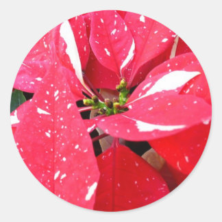 Pegatina Redonda Floral navideña estrella de verano sorprendida Poi