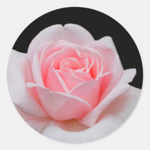 Pegatina Redonda Floral rosa elegante