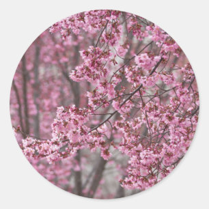 Pegatina Redonda Florecimiento de cerezo sakura en rosa