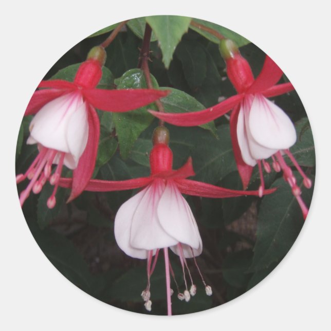Pegatina Redonda Flores (Anverso)