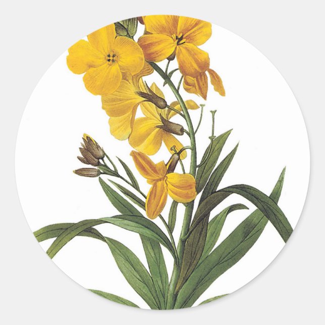Pegatina Redonda Flores amarillas, Pierre Joseph Redouté (Anverso)