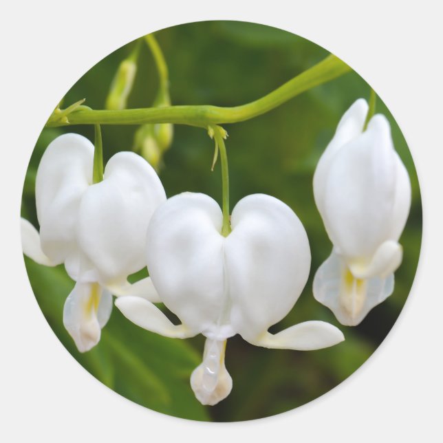 Pegatina Redonda Flores Corazón Sangrante (Anverso)