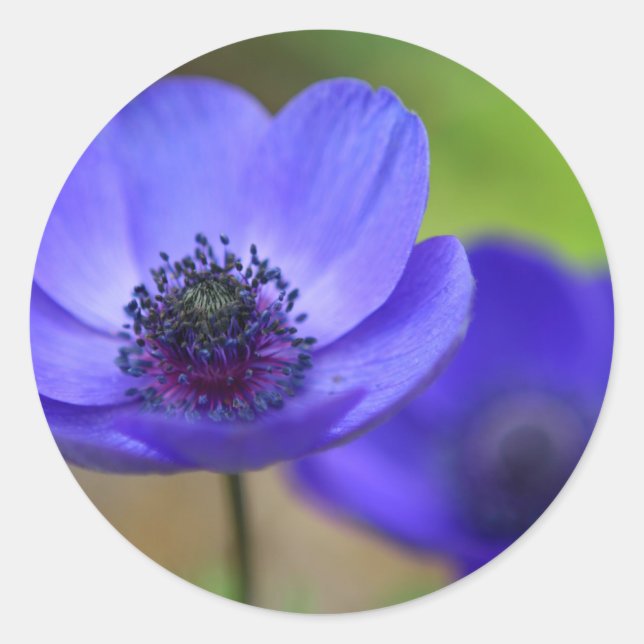 Pegatina Redonda Flores de amapola azul (Anverso)