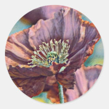 Flores de amapola roja naranja púrpura acuarela