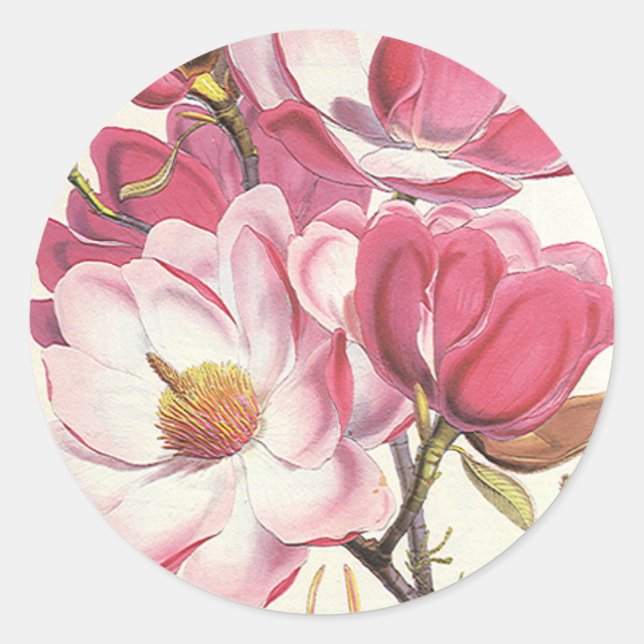 Pegatina Redonda Flores de árbol de magnolia de época, flores de ja (Anverso)