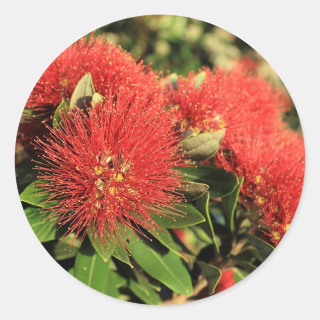 Pegatina Redonda Flores de árbol rojo de Pohutukawa (Anverso)