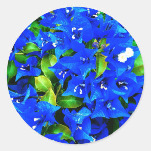 Pegatina Redonda Flores de buganvillas azules vibrantes