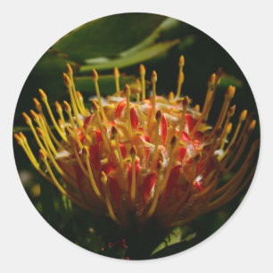 Pegatina Redonda FLORES DE CACTO EXÓTICO naranja