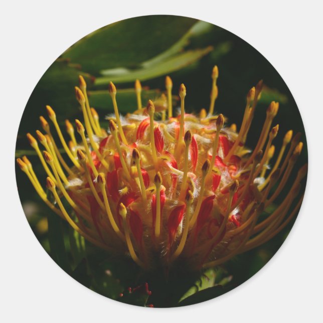Pegatina Redonda FLORES DE CACTO EXÓTICO naranja (Anverso)