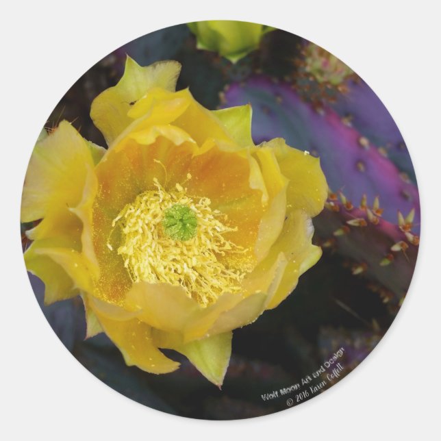 Pegatina Redonda Flores de cactus amarillas de opuntia púrpura (Anverso)