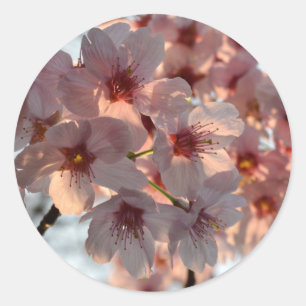 Pegatina Redonda Flores de Cerezo: Japón