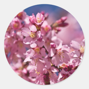 Pegatina Redonda Flores de Cerezo Sakura Besadas por la Luz del Sol