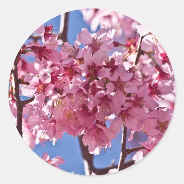 Pegatina Redonda Flores de Cerezo Sakura Estrellas Rojas (Anverso)