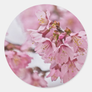 Pegatina Redonda Flores de cerezo Sakura Rosa Pálido