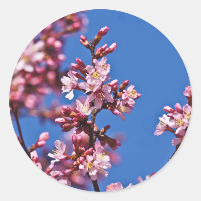 Pegatina Redonda Flores de cerezo sakura tocan el azul (Anverso)